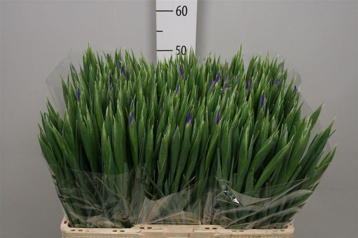 <h4>Iris Blue Magic</h4>