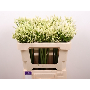 AGAP GLETSJER