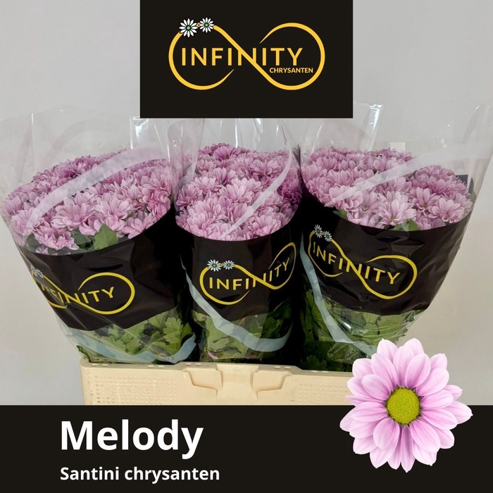 <h4>CHR S MELODY</h4>