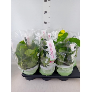 Epipremnum pinn.   HG