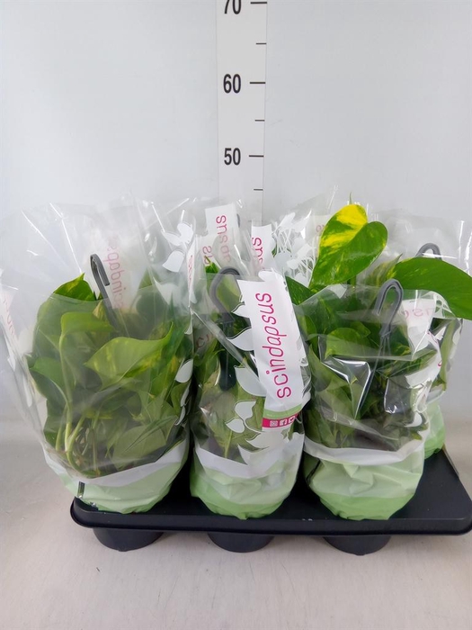 <h4>Epipremnum pinn.   HG</h4>