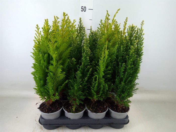 <h4>Conifers   ...mix</h4>