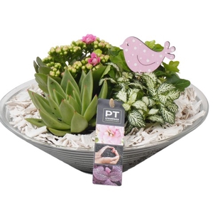 PTSD5704 Arrangementen kamerplanten