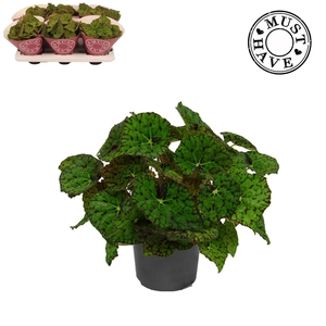 Bladbegonia Rex Lime Fever MUST HAVE