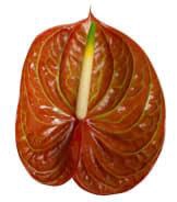 <h4>ANTH A CORNICHE 15 FL</h4>