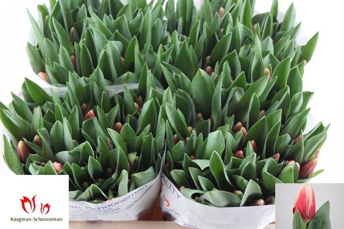 <h4>TU EN DE DIJK</h4>