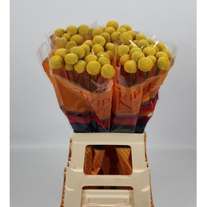 CRAS PAINTBALL JUMBO