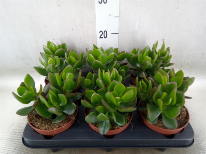 <h4>Crassula  'Hulk'</h4>