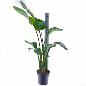 STRELITZIA NICOLAI