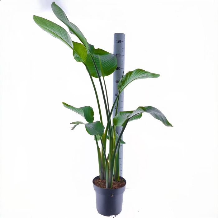 <h4>STRELITZIA NICOLAI</h4>