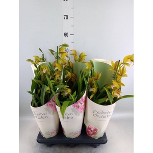 Cymbidium   ...