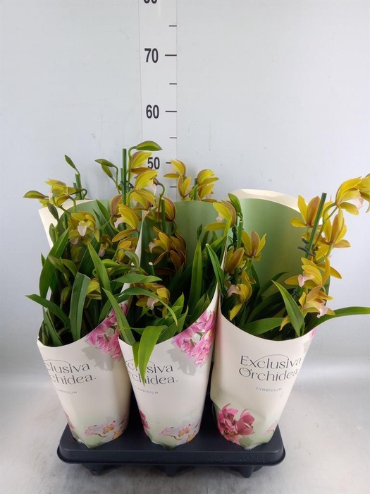 <h4>Cymbidium   ...</h4>