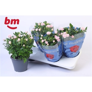 Rosa Jewel Patio Baby 17cm