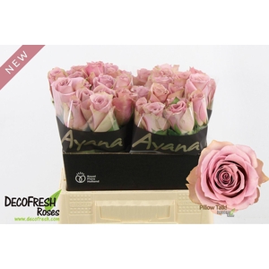 RS GR PILLOW TALK! R GR PILLOW TALK