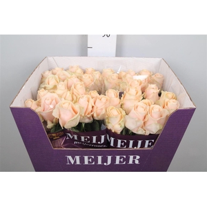 R Gr Pearl Avalanch+