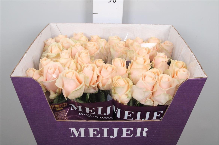 <h4>R Gr Pearl Avalanch+</h4>