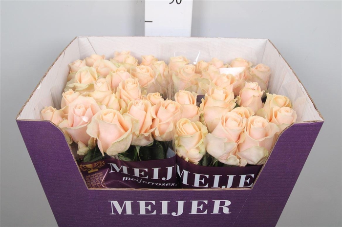 <h4>R Gr Pearl Avalanch+</h4>