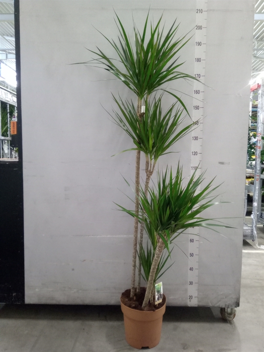 <h4>Dracaena marg.</h4>