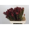 Leucadendron Safari Sunset Spray