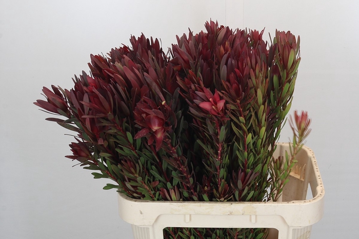 Leucadendron Safari Sunset Spray