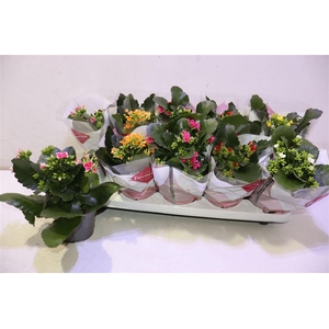 arr8 Kal En Gem 6 Kl