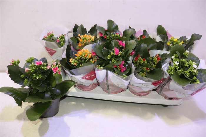 <h4>Kal En Gem 6 Kl</h4>