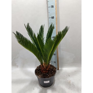 CYCAS REVOLUTA