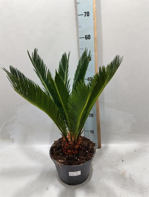 <h4>CYCAS REVOLUTA</h4>