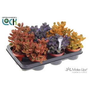 Cotyledon Ladismithiensis Make Upz kleuren mix