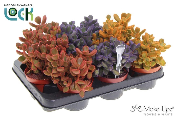 <h4>Cotyledon Ladismithiensis Make Upz kleuren mix</h4>