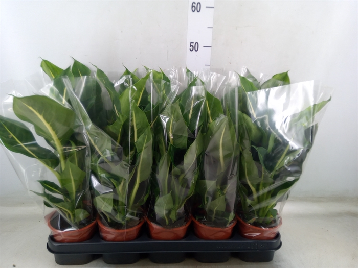 <h4>Dieffenbachia  'Green Magic'</h4>