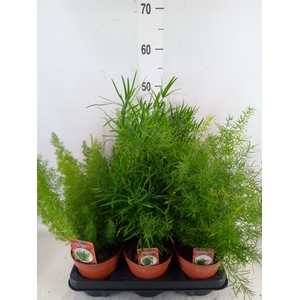 Asparagus dens. 'Sprengeri'