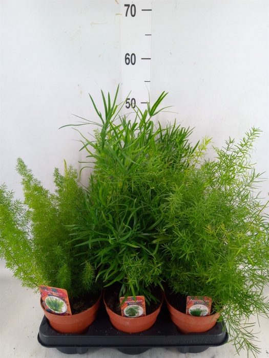 <h4>Asparagus dens. 'Sprengeri'</h4>