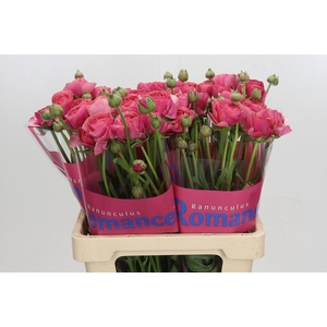 Ranunculus Romance Nohant Dark