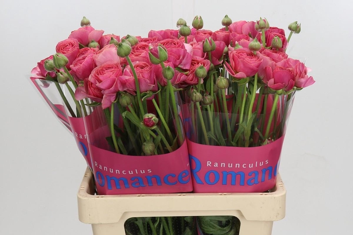 <h4>Ranunculus Romance Nohant Dark</h4>