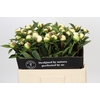 Paeonia Duchesse De Nemours