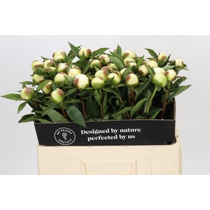 Paeonia Duchesse De Nemours
