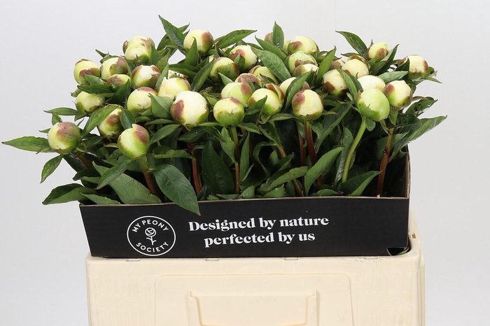 <h4>Paeonia Duchesse De Nemours</h4>