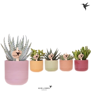 Kolibri Greens Succulenten mix in Flare pot mix