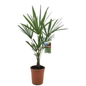 Trachycarpus fortunei