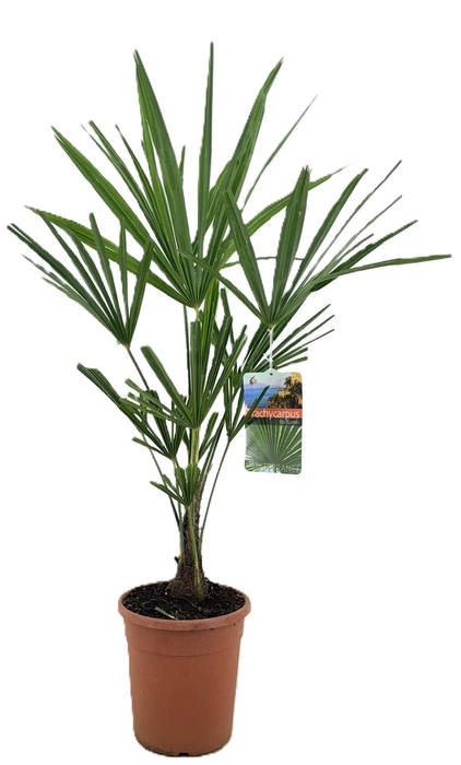 <h4>Trachycarpus fortunei</h4>