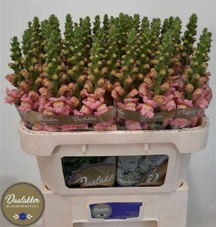 <h4>Antir Op Pink</h4>