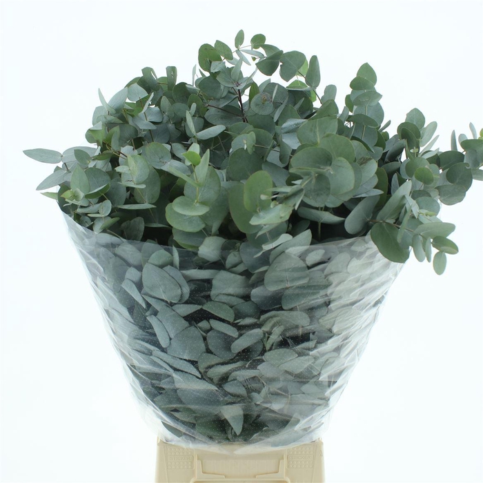 <h4>Euca Cinerea Long 300grams</h4>