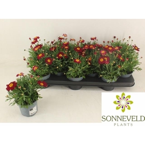 ARG LA RITA PURP RED