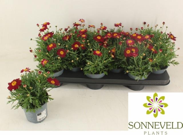 <h4>ARG LA RITA PURP RED</h4>