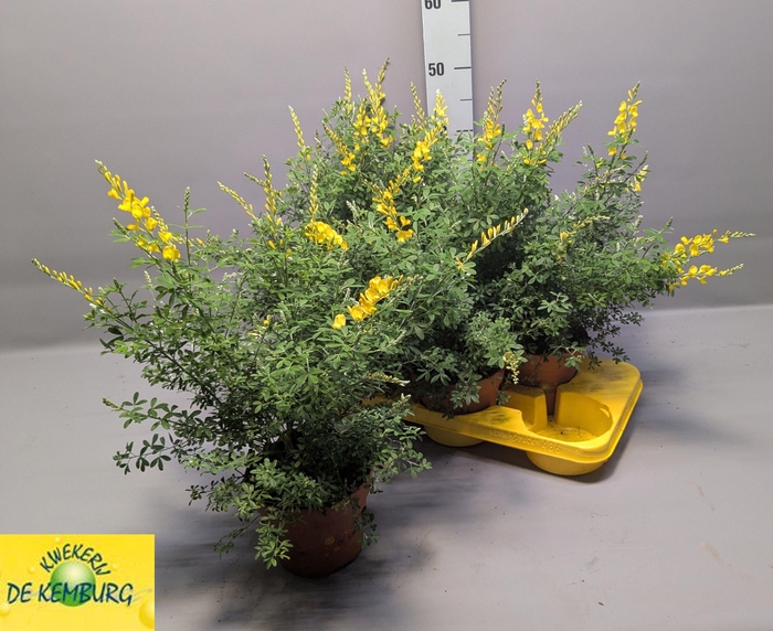 <h4>GENISTA X SP</h4>