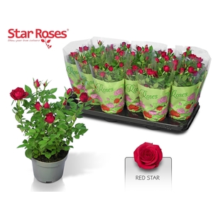 RO RED STAR