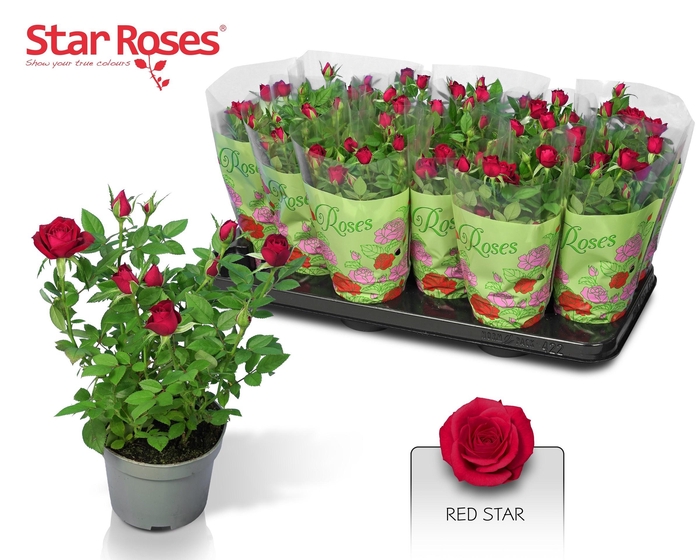 <h4>RO RED STAR</h4>