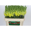 Antirrhinum Legend Yellow