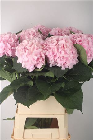 <h4>Hydr M Verena Pink</h4>